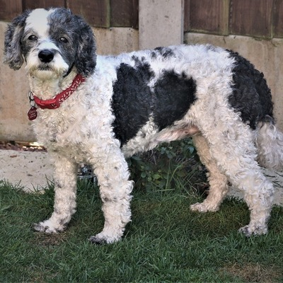 Black and white Cockapoo