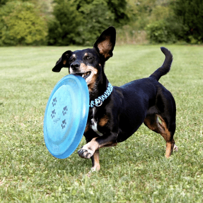 Black and tan Dachshund