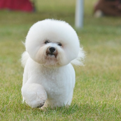 White Bichon Frise