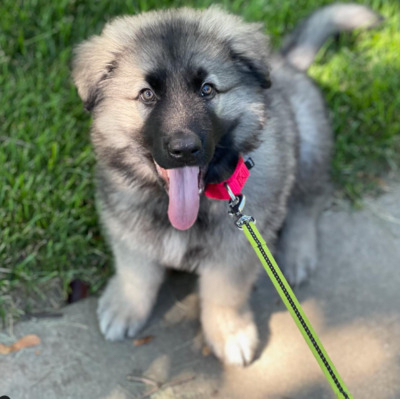 Fawn and black Shiloh Shepherd