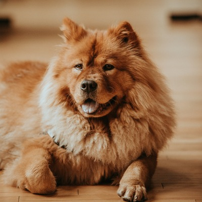 akita chow