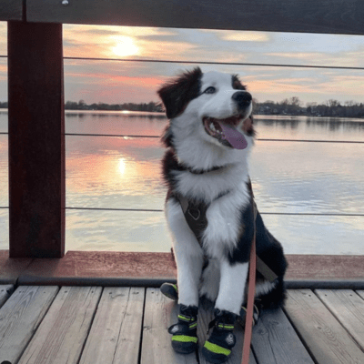 Australian Shepherd Black and White