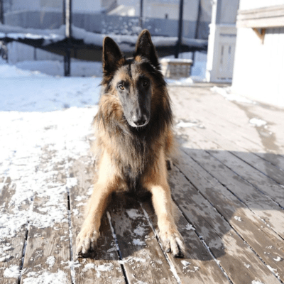 Brown  Belgian Tervuren