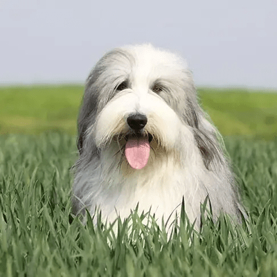 Silver Bearded Collie