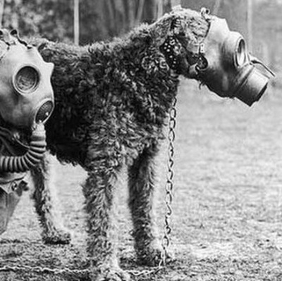 airedales as war dogs