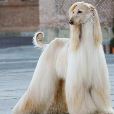 Blonde Afghan Hound