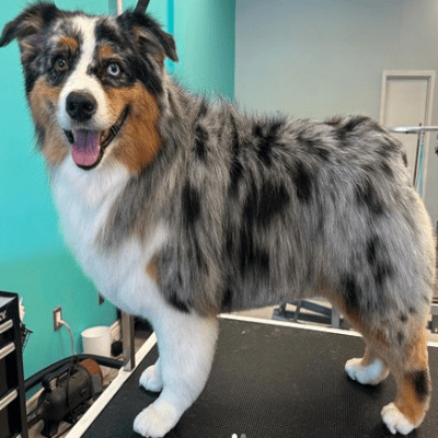 Australian Shepherd Husky Grooming