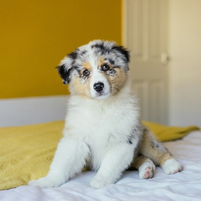 Australian Shepherd