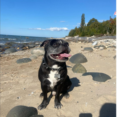 Black and White Bugg Dog