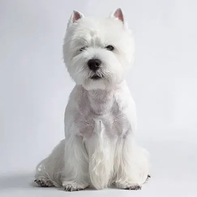 White Westie