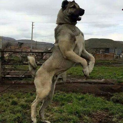 Kangal