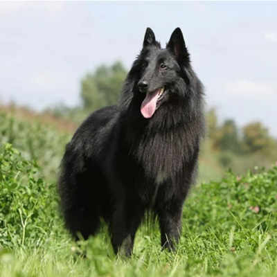 Belgian Sheepdog