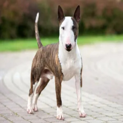 Brindle Bull Terrier