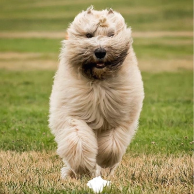 Cream Bouvier des Flandres