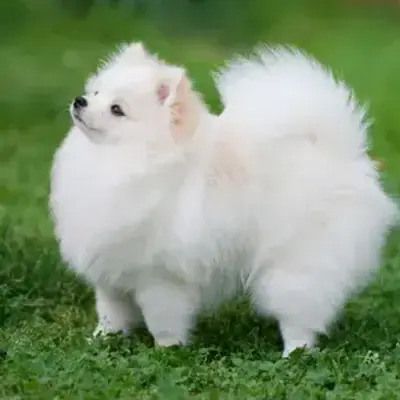 Tiny Pomeranian