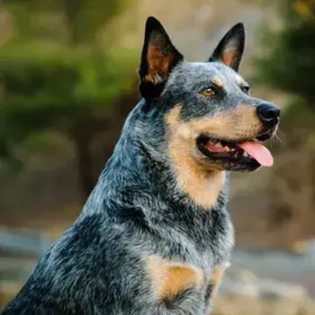 Blue mottled Australian Cattle Dog