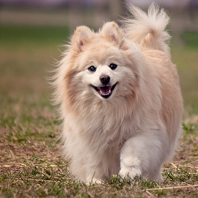 Pomeranian