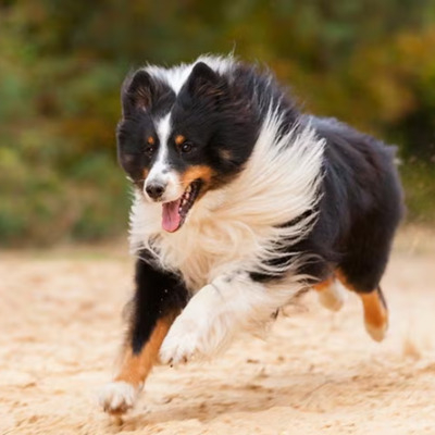 Tricolor Shetland Sheepdog