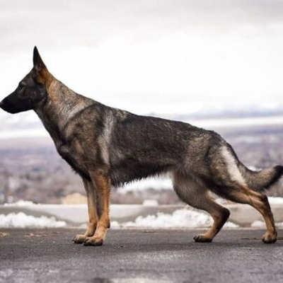 German Shepherd