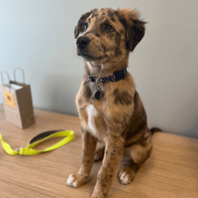 Brindle Australian Shepherd Pit Bull