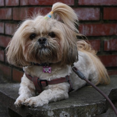 Brown Shih Tzu