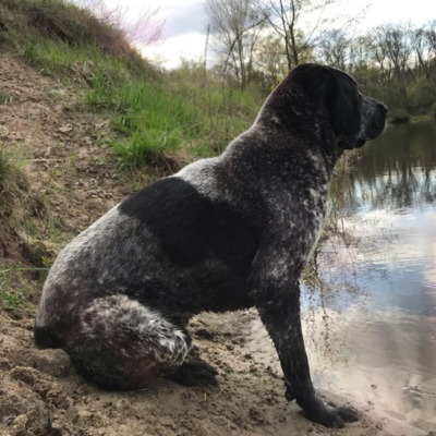 Pied Central Asian Shepherd Dog