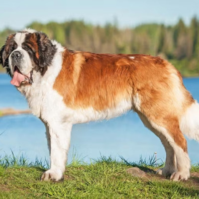 Saint Bernard History