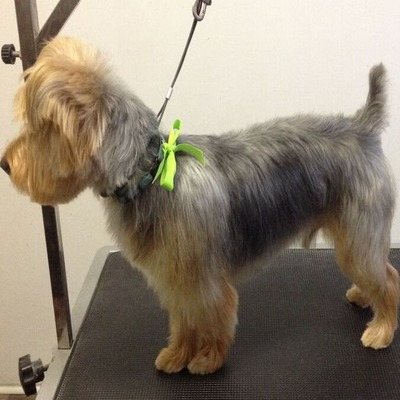 Australian Terrier Puppy Cut