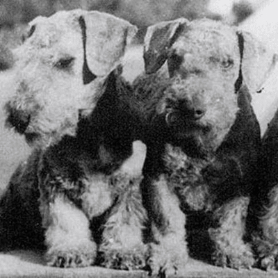 Cesky Terrier history