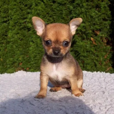 Chihuahua breed