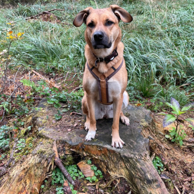 Brown Black Mouth Cur