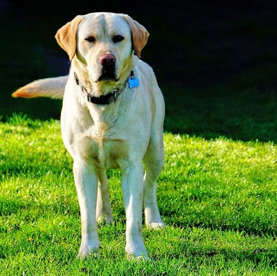 Labrador Retriever