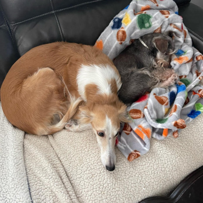 Brown and White Silken Windhound