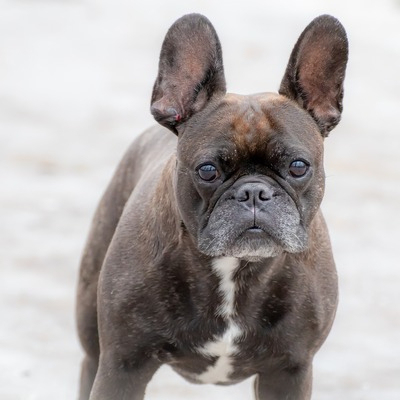 Merle French bulldog