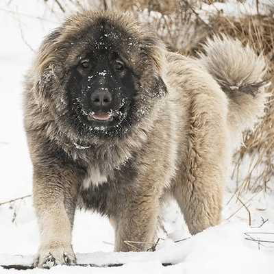 Russian Bearhounds