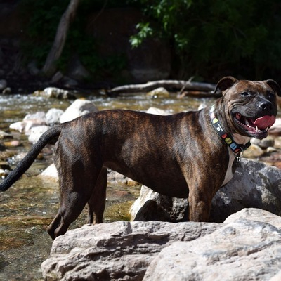 Brindle Staffordshire Bull Terrier