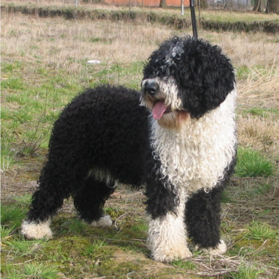 Black and White Spanish Water Dog