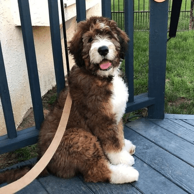 Brown and White Bernedoodle