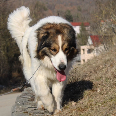 Brown and White Tornjak