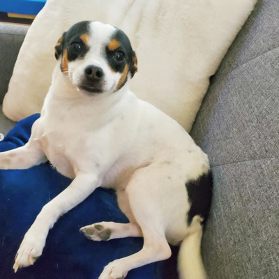 White Chiweenie with tricolor spots