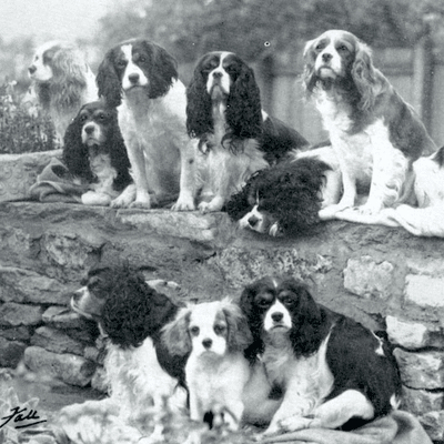 Cavalier King Charles Spaniel History