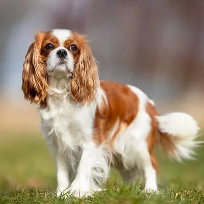 Cavalier King Charles Spaniel