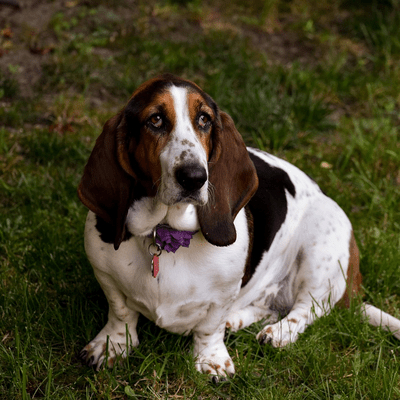 Tricolor Basset Hound