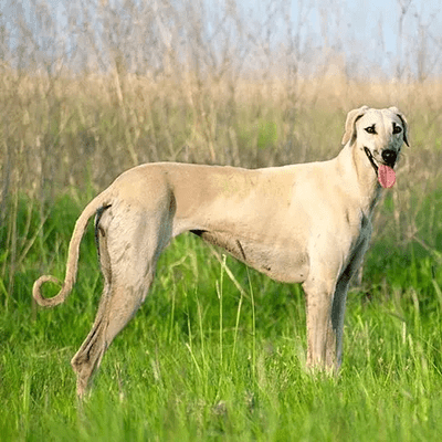 Arabian Greyhound