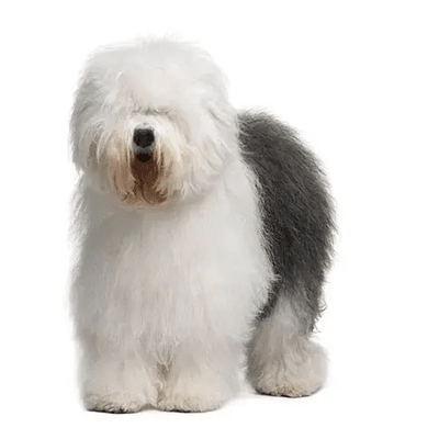 Old English Sheepdog