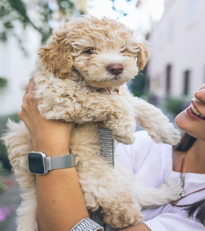 White Cavapoo