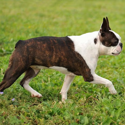 Boston terrier