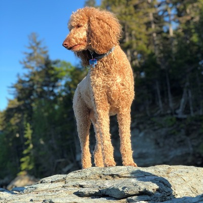 Standard Poodle