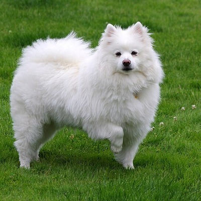 Toy American Eskimo