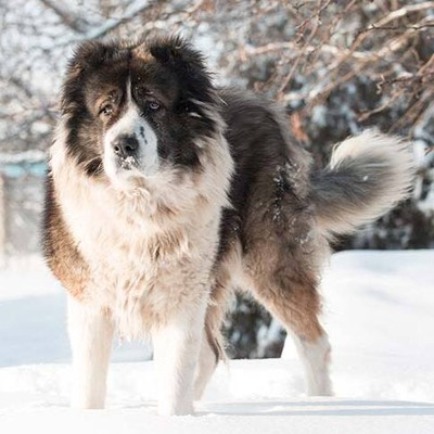 White and tan Caucasian Shepherd